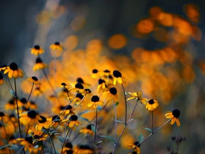 Yellow, Rudbeckia, glamour, Flowers