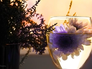 glass, heather, Flowers