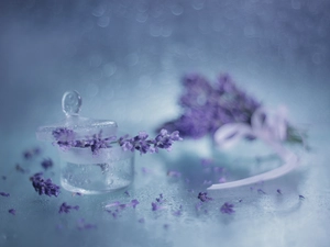 lavender, dish, Lid, glass