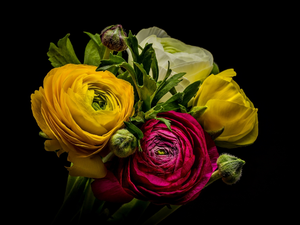 bouquet, glaucoma, Dark Background, Flowers