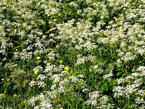 glaucoma, Meadow, milfoil