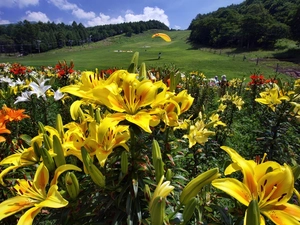 gliders, lilies, Meadow