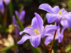 rapprochement, Light Purple, Glory of the Snow