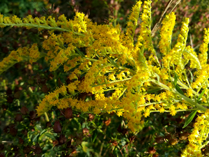 Flowers, Goldenrod, Yellow, Wildflowers, twig