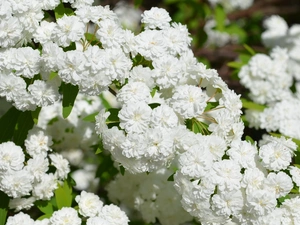 Goose, White, flowers