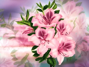 graphics, Flowers, Alstroemeria