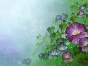 2D Graphics, bindweed, ivy, Flowers