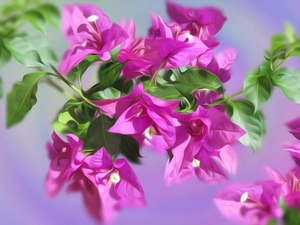 graphics, Flowers, Bougainvillea