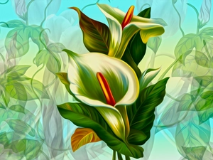 graphics, Flowers, Calla