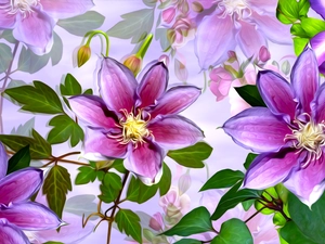 graphics, Flowers, Clematis