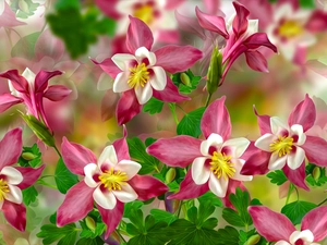 graphics, Flowers, Columbines
