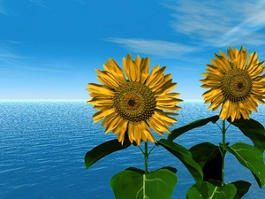 graphics, Computer, sea, Nice sunflowers, Sky