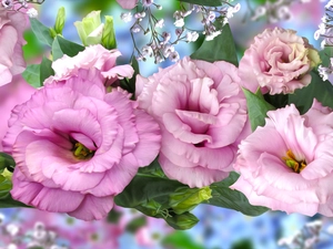 graphics, Flowers, Eustoma