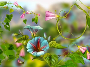 graphics, bindweed, Flowers