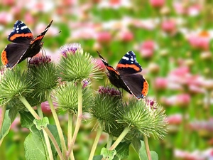 teasel, butterflies, Flowers, graphics, Meadow, Mermaid Admiral