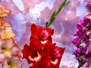 graphics, gladioli, Flowers