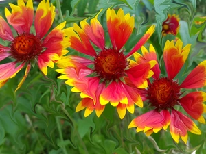 gaillardia aristata, Computer Graphics