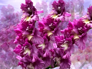 graphics, Flowers, gladioli