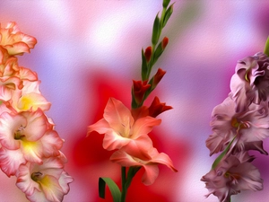 graphics, Three, gladioli