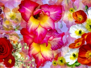 rose, graphics, gladiolus, papavers, Flowers