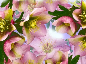 graphics, Flowers, Helleborus