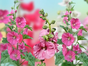 graphics, Flowers, Hollyhocks