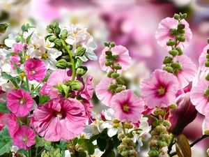 graphics, Pink, Hollyhocks