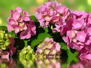 graphics, Flowers, hydrangea