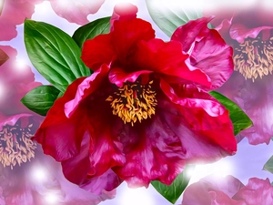 peony, graphics, Peonies, developed, Flowers