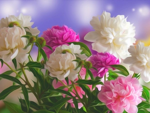 graphics, Flowers, Peonies