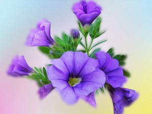 graphics, Flowers, petunia