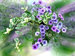 graphics, Flowers, petunias