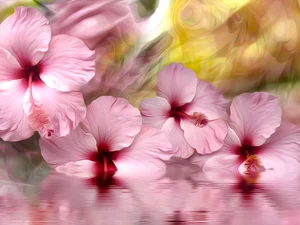 water, graphics, Pink, hibiscus, Flowers