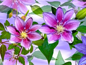 Clematis, graphics, Pink, Violet, Flowers