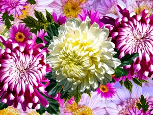 Chrysanthemums, graphics, Pink, Flowers, White