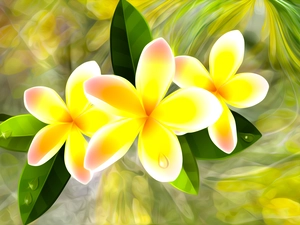 graphics, Flowers, Plumeria