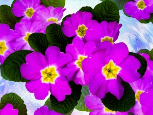 graphics, Flowers, primroses