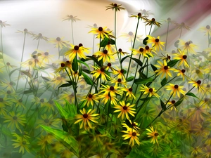 graphics, Flowers, Rudbeckia