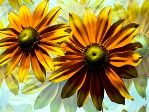graphics, Flowers, Rudbekie