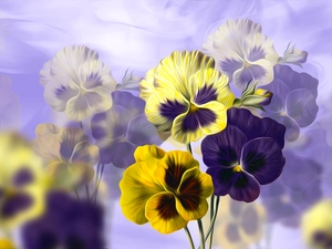 pansies, graphics, Violet, Yellow, Flowers