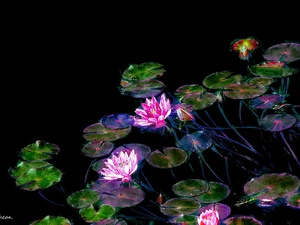 graphics, lilies, water