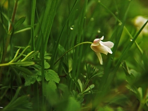 anemone, Colourfull Flowers, grass, White