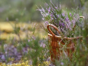 grass, heather, basket