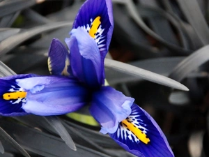 blue, Gray, grass, iris