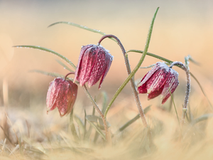 Flowers, grass, blur, Fritillaria meleagris