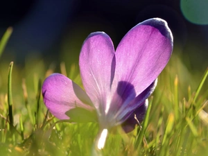 grass, Violet, crocus