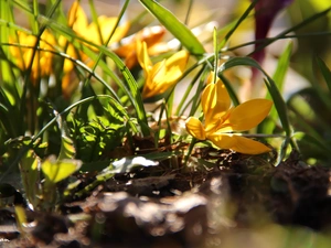 grass, Yellow, crocuses