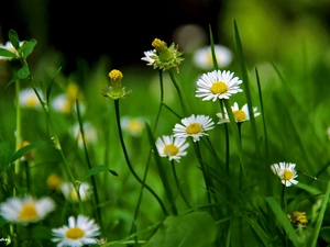 daisies, grass