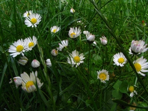 daisies, grass