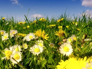 daisies, grass